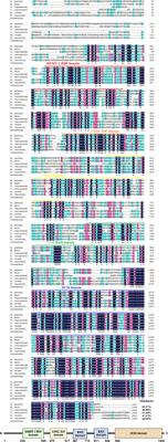 Molecular Identification of Two DNA Methyltransferase Genes and Their Functional Characterization in the Anti-Bacterial Immunity of Antheraea pernyi